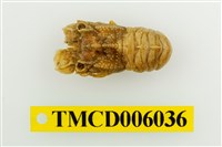 藏品(小蟬蝦)的圖片